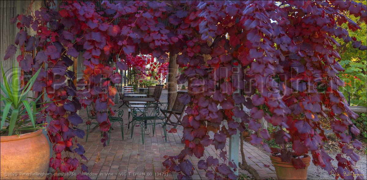 Peter Bellingham Photography Window in Vine - VIC T (PBH4 00 13471)